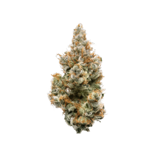 Grease Bucket strain